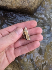 Amphidromus glaucolarynx