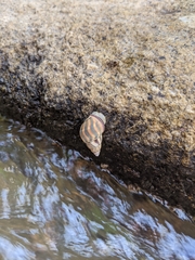 Amphidromus glaucolarynx