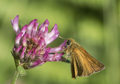 Thymelicus acteon