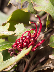 Grevillea laurifolia