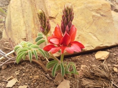 Indigofera sanguinea