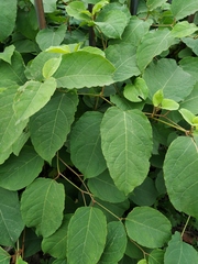 Reynoutria × bohemica