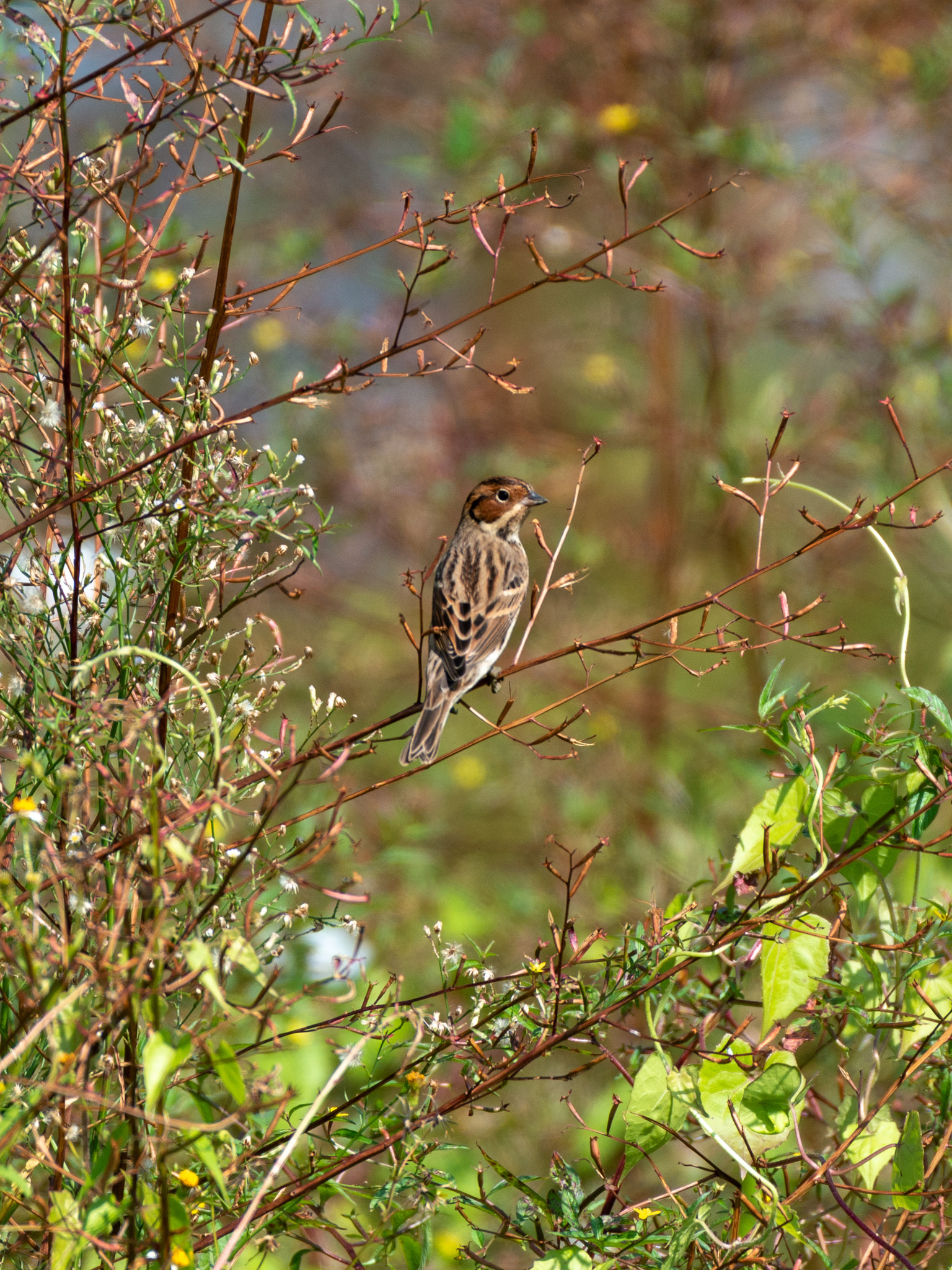 Little Bunting