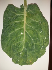 Aleyrodes proletella