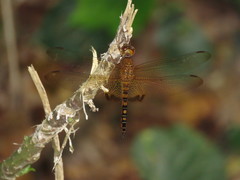 Hydrobasileus croceus