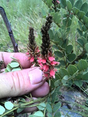 Indigofera swaziensis