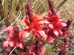 Indigofera sanguinea