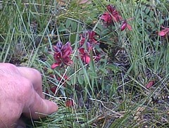 Indigofera sanguinea