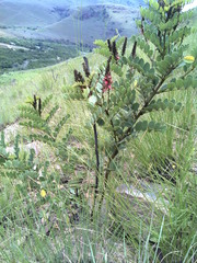 Indigofera swaziensis