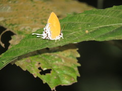 Eooxylides tharis distanti