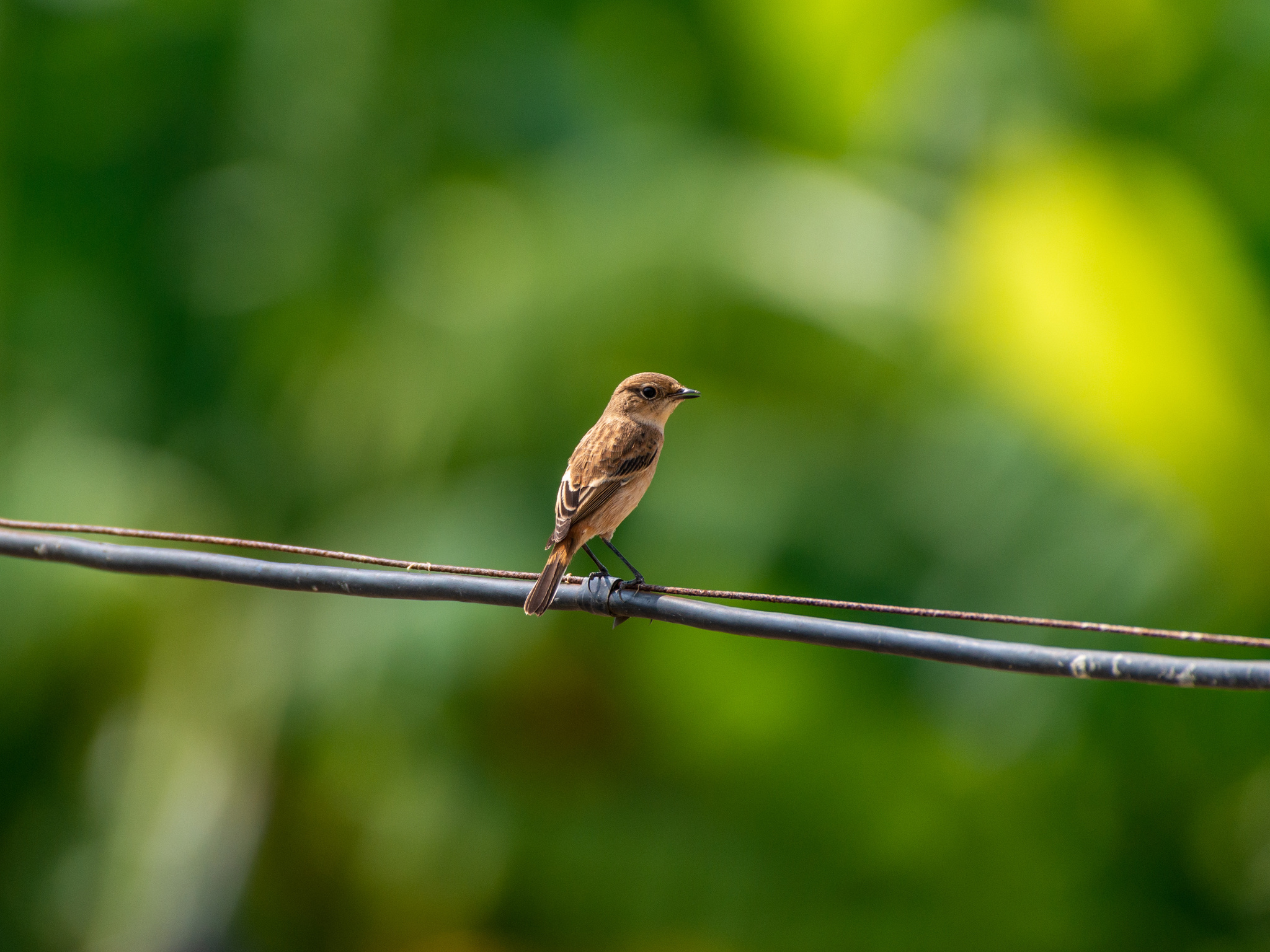 Siberian Stonechat
