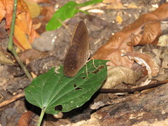 Faunis canens arcesilas