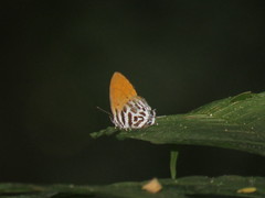 Drupadia ravindra moorei