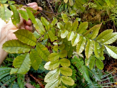 Image of Ackama rosifolia by (c) John Barkla, some rights reserved (CC BY)