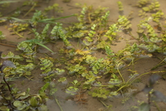 Helosciadium repens