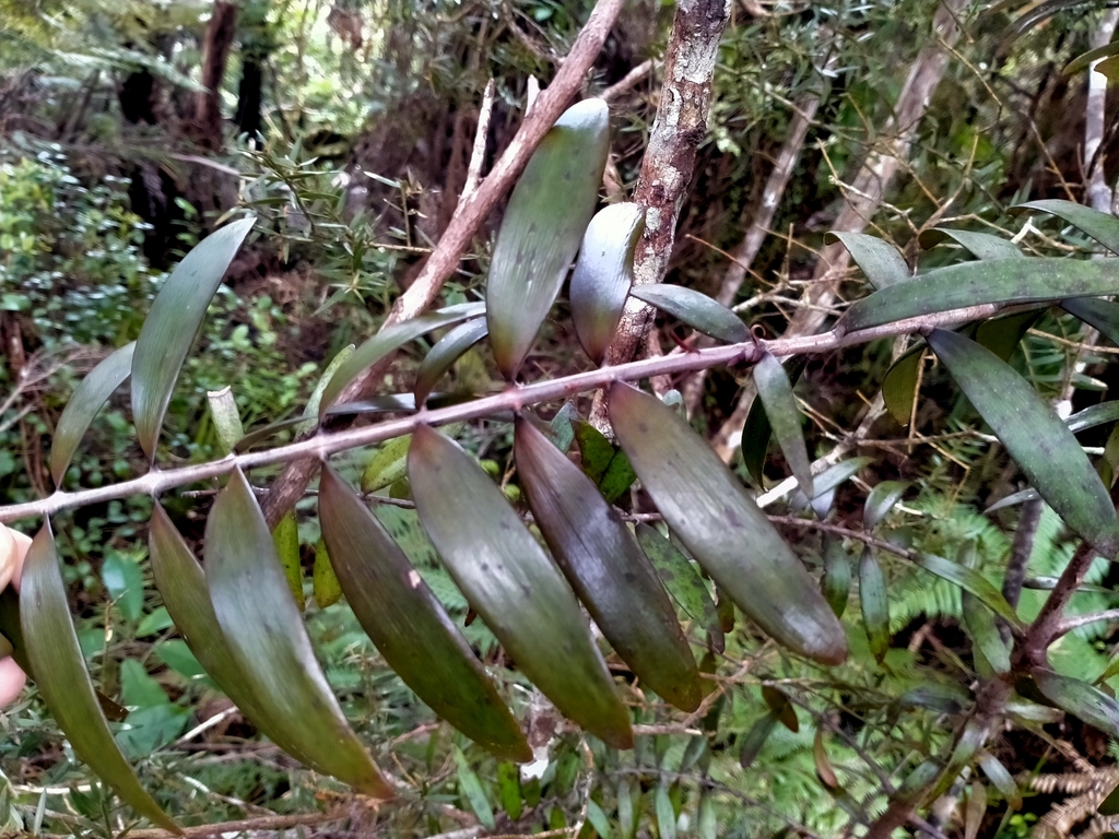 kauri from Northland 0178, New Zealand on October 14, 2020 at 1145 AM
