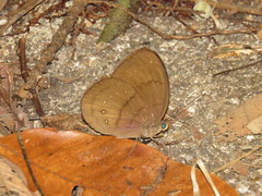 Faunis canens arcesilas