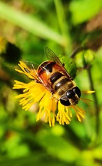 Phytomia