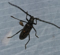 Susuacanga stigmatica