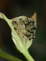 Plagiodera septemvittata