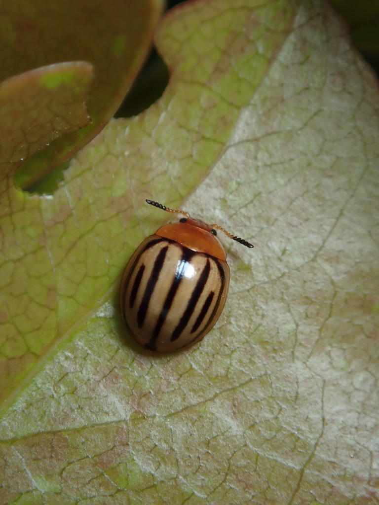 Plagiodera septemvittata