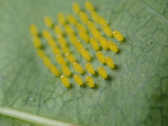 Plagiodera septemvittata