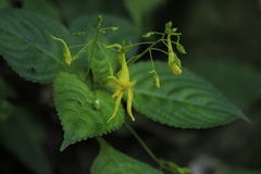 Impatiens drepanophora