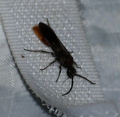 Sphaeropthalma marpesia