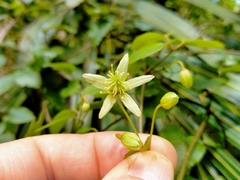 Clematis cunninghamii