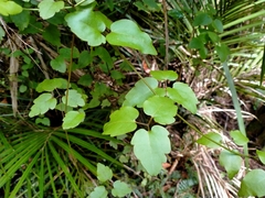 Clematis cunninghamii