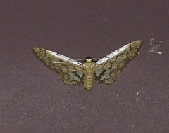 Idaea pervertipennis