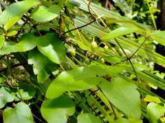 Clematis cunninghamii