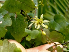 Clematis cunninghamii