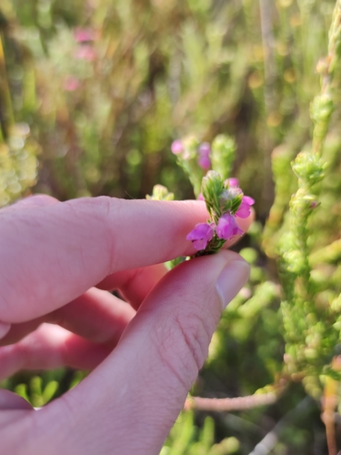 Image of Erica amoena by (c) Seth Musker, some rights reserved (CC BY)