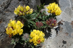 Leobordea foliosa