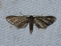 Protoproutia laredoata