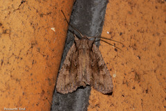 Ichneutica averilla