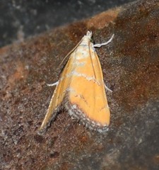 Xanthophysa psychicalis