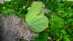 Gonepteryx