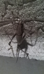 Eupholidoptera schmidti