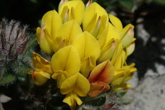 Leobordea foliosa