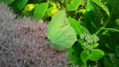 Gonepteryx
