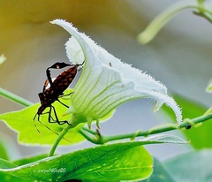 Leptoglossus gonagra