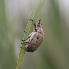 Anoplognathus velutinus