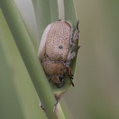 Anoplognathus velutinus