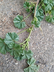 Malva pusilla