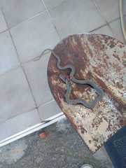 Dolichophis jugularis