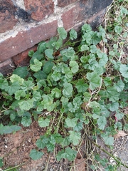 Malva pusilla