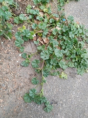 Malva pusilla