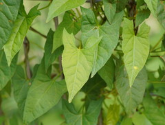 Calystegia marginata
